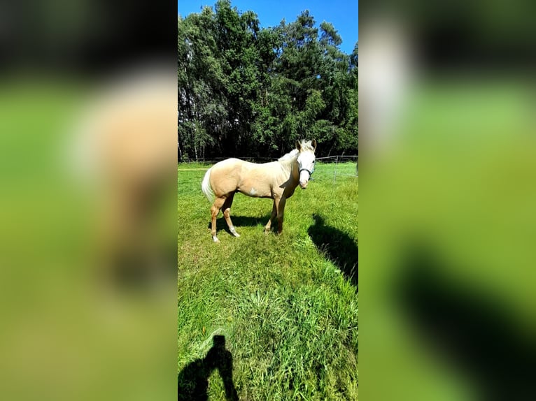 Paint Horse Hengst  150 cm Palomino in BRANNO