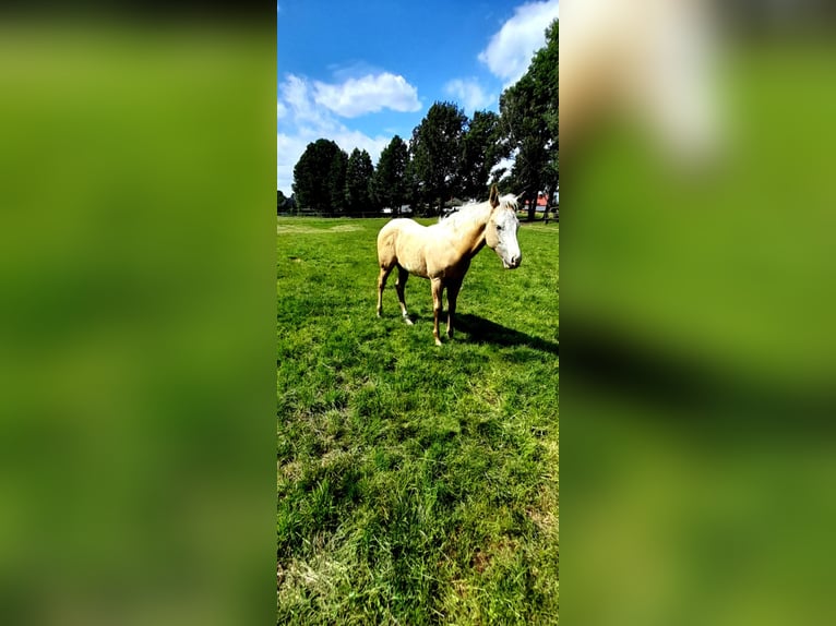 Paint Horse Hengst  150 cm Palomino in BRANNO