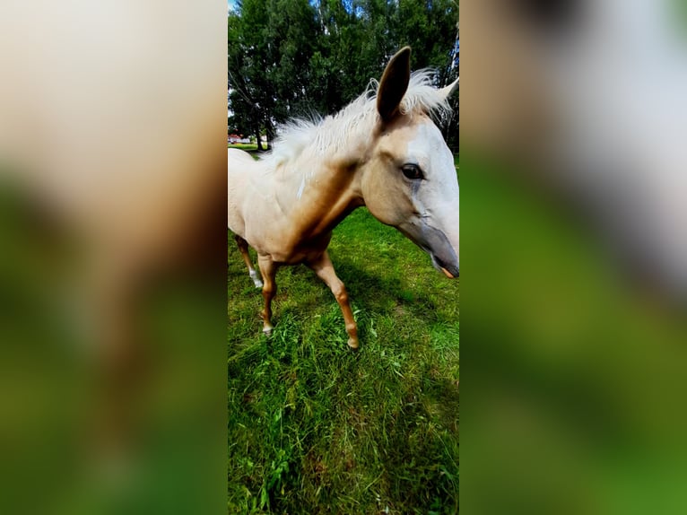 Paint Horse Hengst  150 cm Palomino in BRANNO