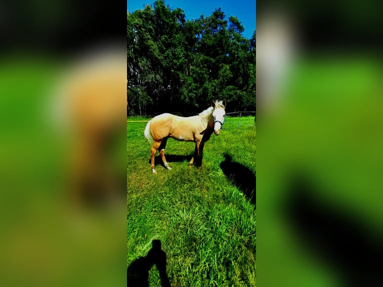 Paint Horse Hengst  150 cm Palomino in BRANNO