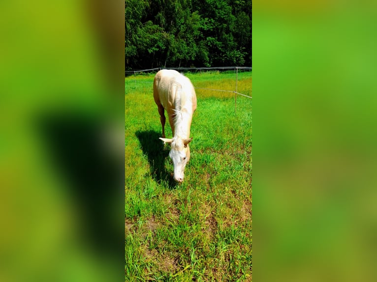 Paint Horse Hengst  150 cm Palomino in BRANNO