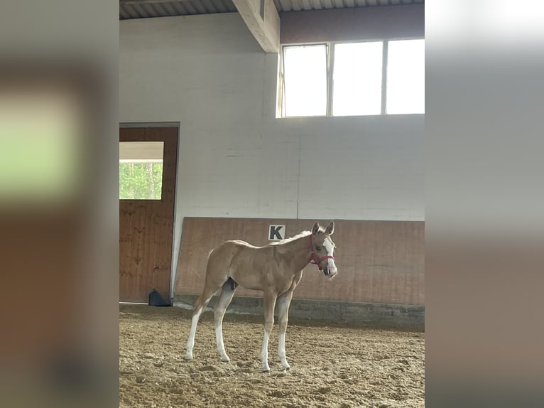 Paint Horse Hengst Fohlen (04/2025) 150 cm Palomino in Roding Paint Horse Hengst Fohlen (04/2025) 150 cm Palomino in Roding