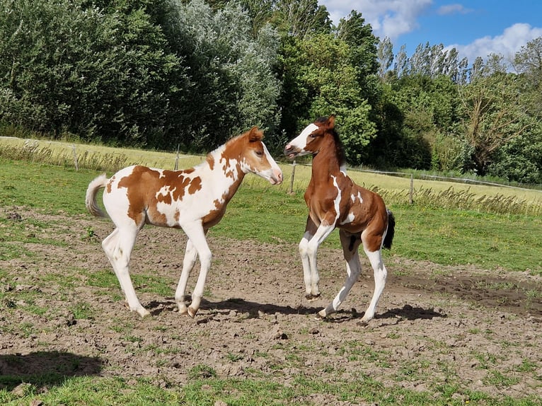 Paint Horse Mix Hengst Fohlen (06/2024) 150 cm Schecke in Agnières