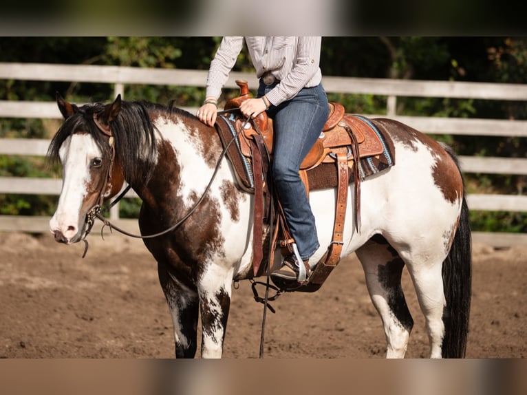 Paint Horse Hengst Fohlen (03/2024) 150 cm Tobiano-alle-Farben in Molenbeek-Wersbeek