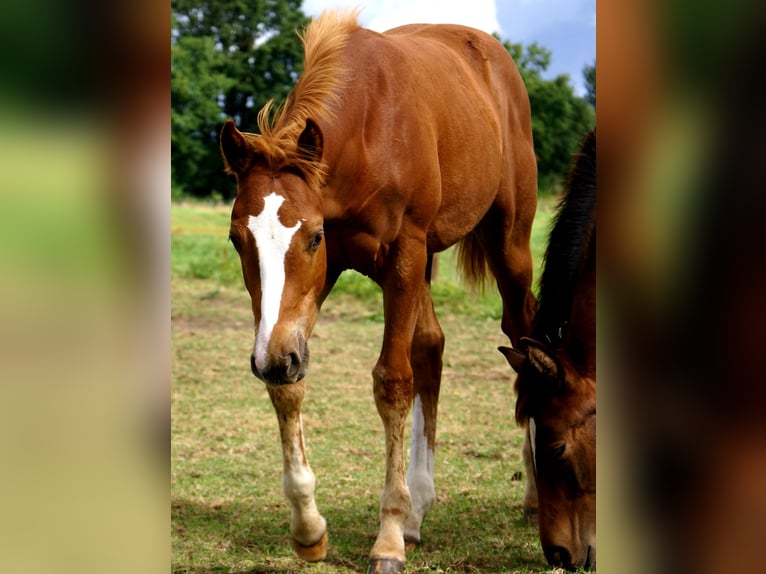 Paint Horse Hengst Fohlen (03/2025) 152 cm Dunkelfuchs in Velpke