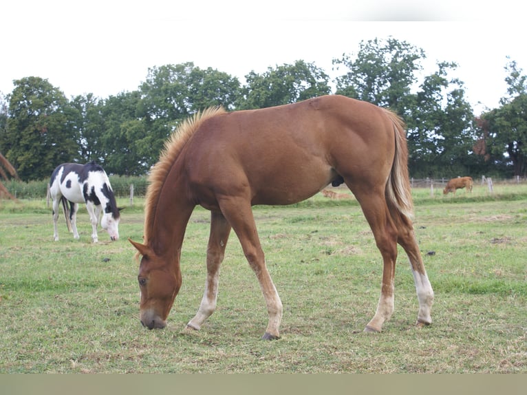 Paint Horse Hengst Fohlen (03/2025) 152 cm Dunkelfuchs in Velpke