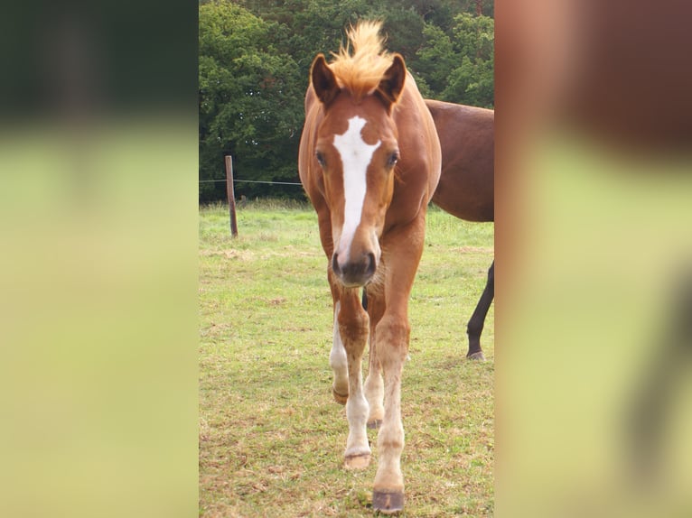Paint Horse Hengst Fohlen (03/2025) 152 cm Dunkelfuchs in Velpke