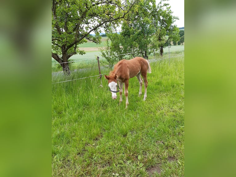 Paint Horse Hengst  152 cm Fuchs in Dipperz