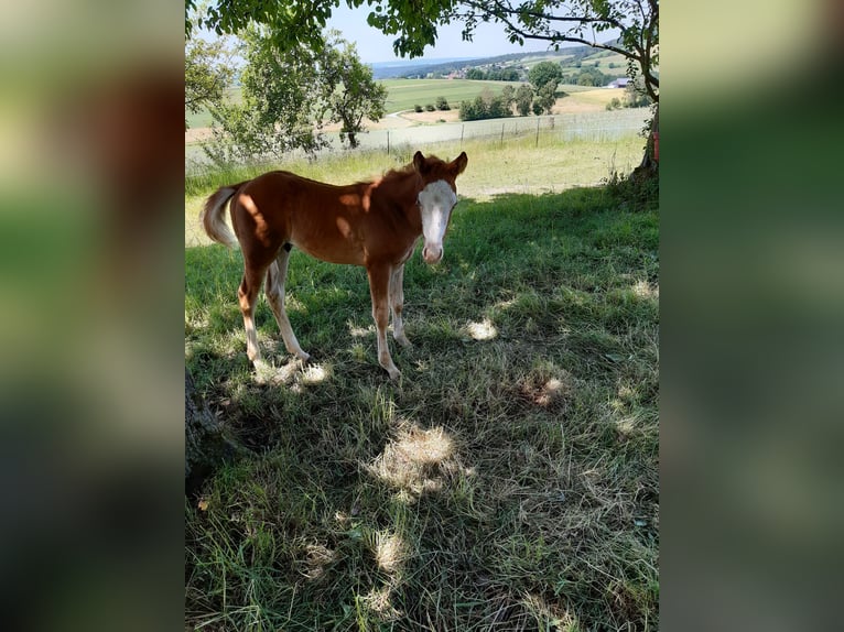 Paint Horse Hengst  152 cm Fuchs in Dipperz