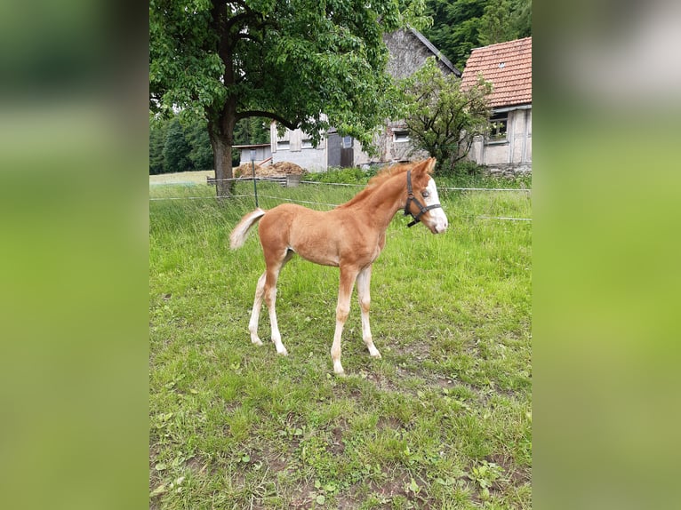 Paint Horse Hengst  152 cm Fuchs in Dipperz