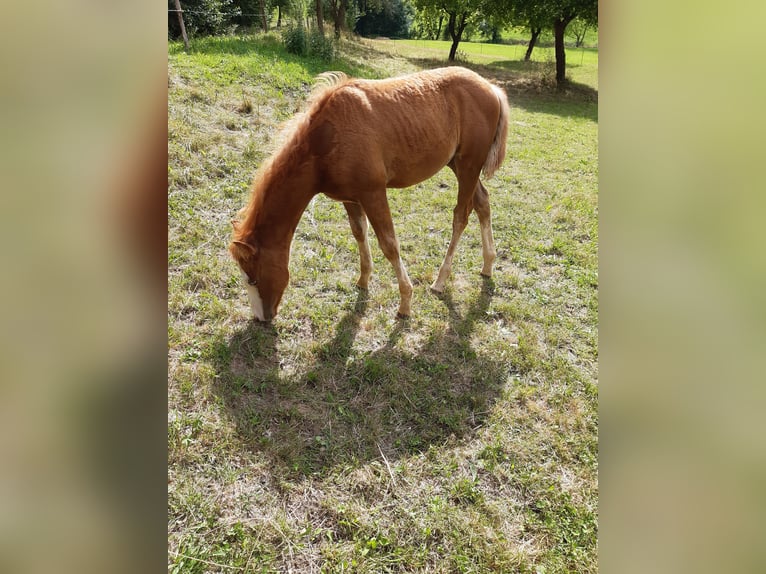 Paint Horse Hengst Fohlen (04/2025) 152 cm Fuchs in Dipperz