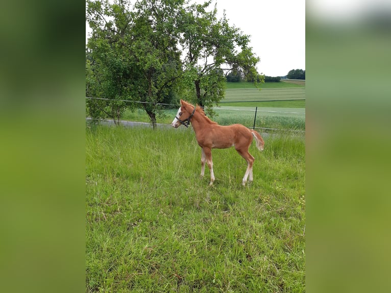Paint Horse Hengst  152 cm Fuchs in Dipperz