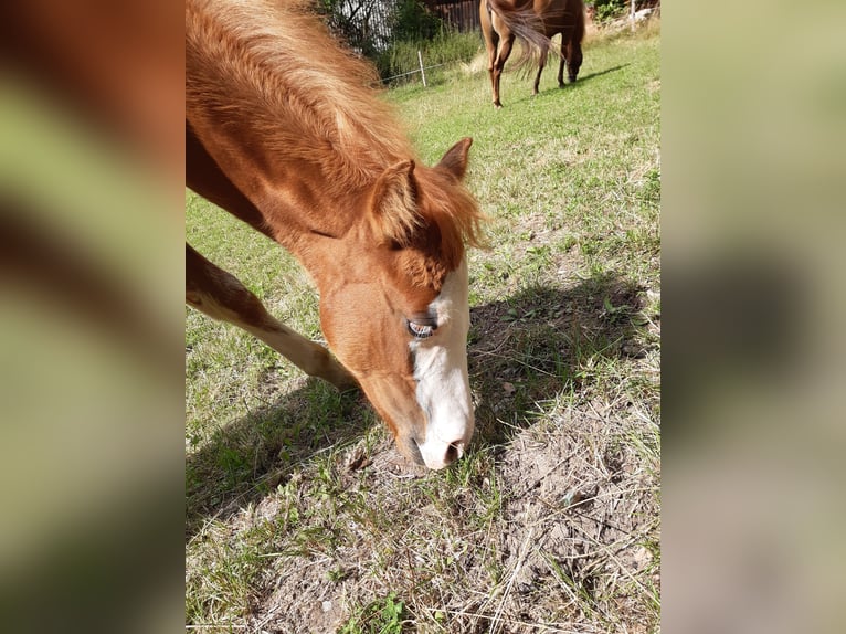 Paint Horse Hengst Fohlen (04/2025) 152 cm Fuchs in Dipperz