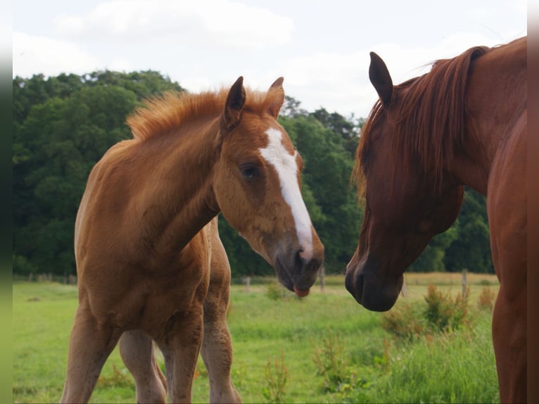 Paint Horse Hengst  152 cm Fuchs in Velpke