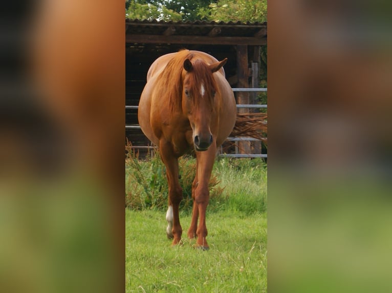 Paint Horse Hengst  152 cm Fuchs in Velpke