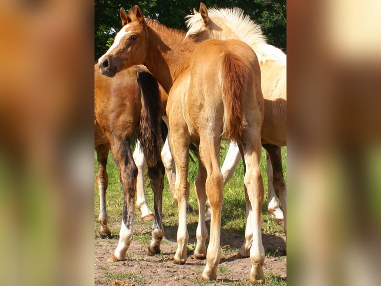 Paint Horse Hengst  152 cm Fuchs in Velpke