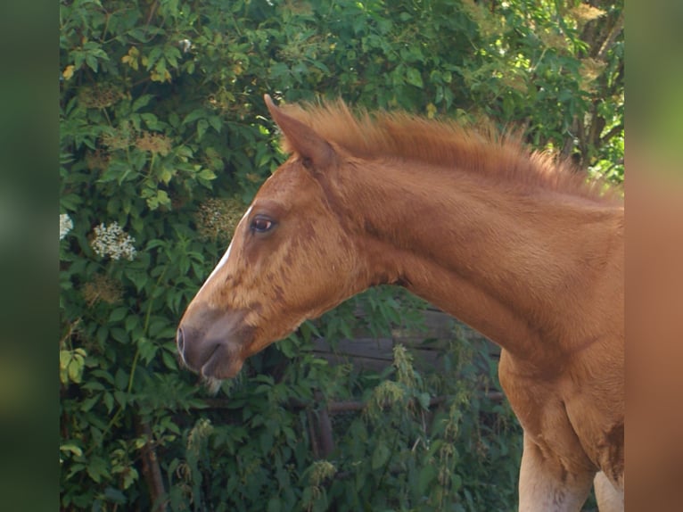 Paint Horse Hengst  152 cm Fuchs in Velpke