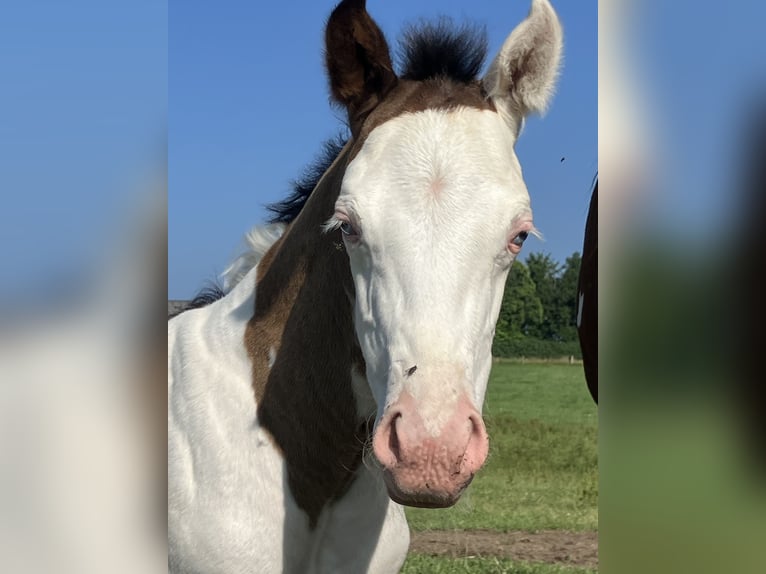 Paint Horse Hengst  152 cm Overo-alle-Farben in Sexcles