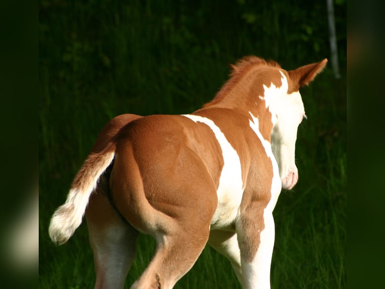 Paint Horse Hengst  152 cm Overo-alle-Farben in Cunewalde
