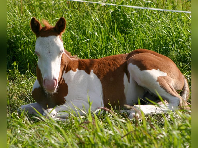 Paint Horse Hengst  152 cm Overo-alle-Farben in Cunewalde