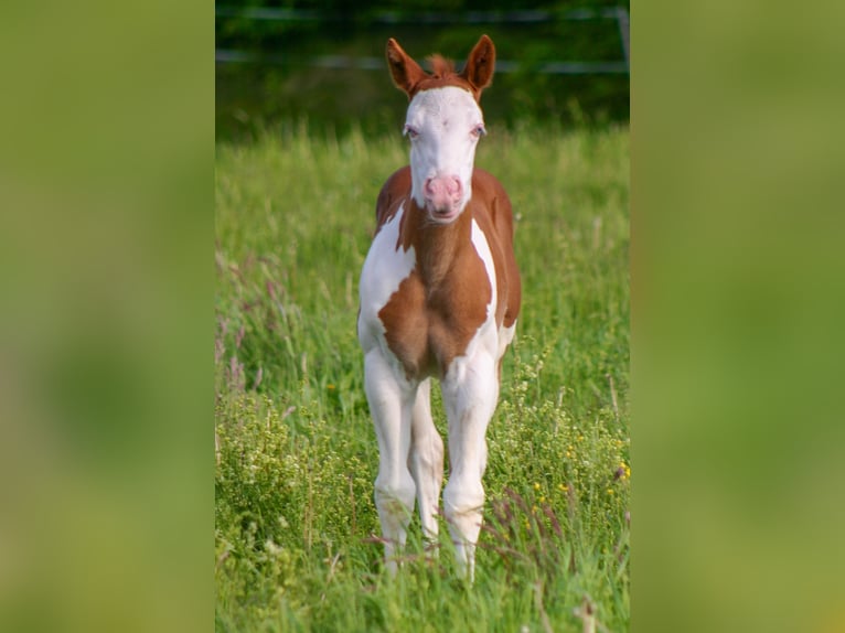 Paint Horse Hengst  152 cm Overo-alle-Farben in Cunewalde