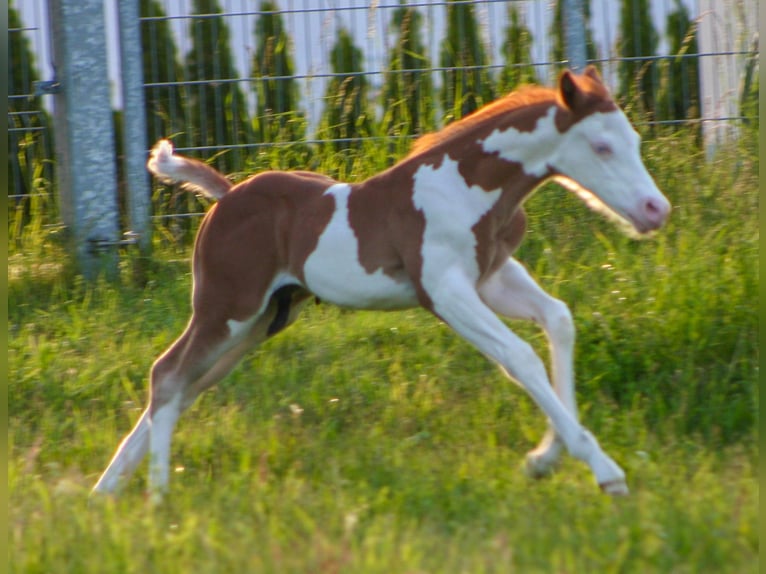 Paint Horse Hengst  152 cm Overo-alle-Farben in Cunewalde