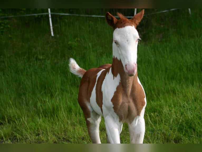 Paint Horse Hengst  152 cm Overo-alle-Farben in Cunewalde