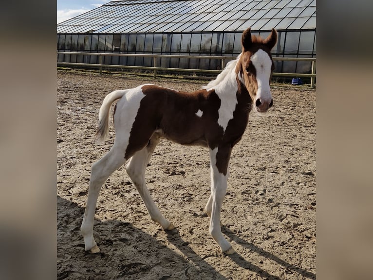 Paint Horse Hengst Fohlen (02/2025) 152 cm Tobiano-alle-Farben in Dormagen