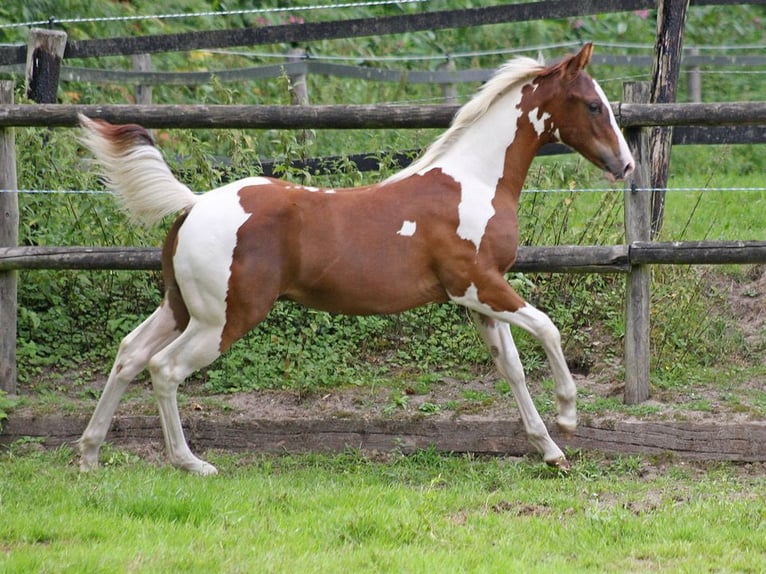 Paint Horse Hengst Fohlen (02/2025) 152 cm Tobiano-alle-Farben in Dormagen