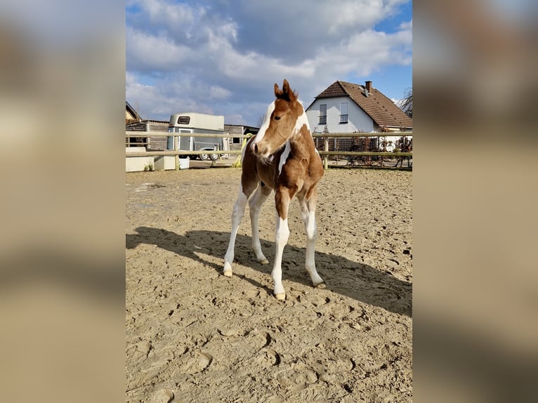 Paint Horse Hengst Fohlen (02/2025) 152 cm Tobiano-alle-Farben in Dormagen