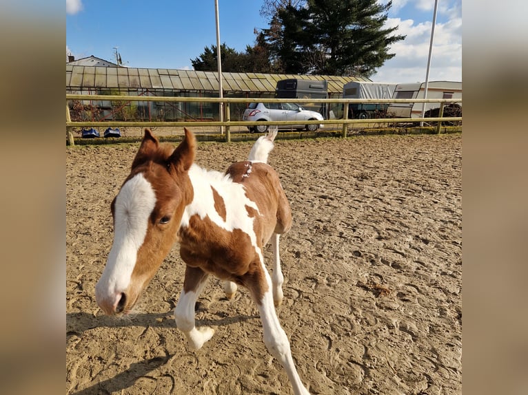 Paint Horse Hengst Fohlen (02/2025) 152 cm Tobiano-alle-Farben in Dormagen
