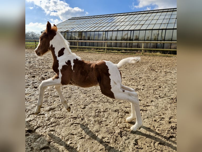 Paint Horse Hengst Fohlen (02/2025) 152 cm Tobiano-alle-Farben in Dormagen