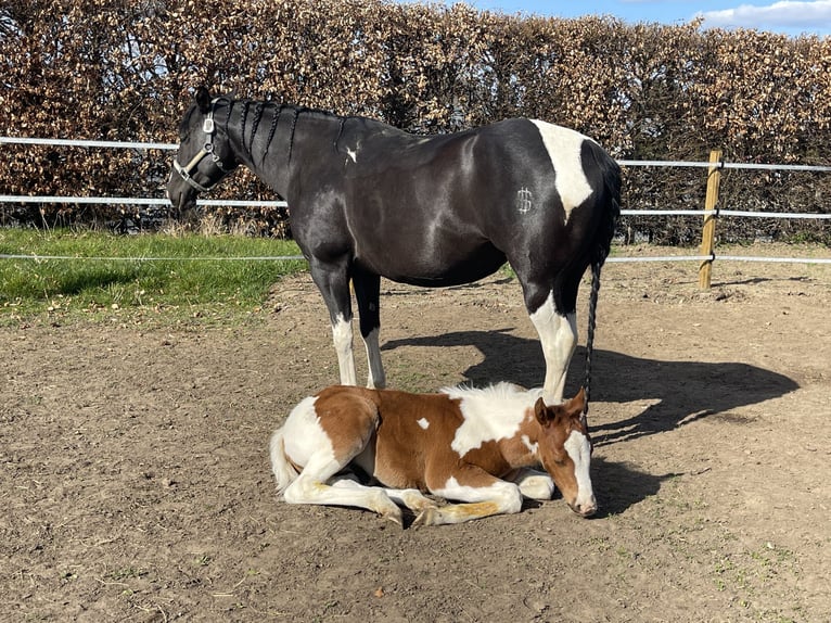 Paint Horse Hengst Fohlen (02/2025) 152 cm Tobiano-alle-Farben in Dormagen