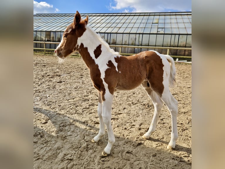 Paint Horse Hengst Fohlen (02/2025) 152 cm Tobiano-alle-Farben in Dormagen