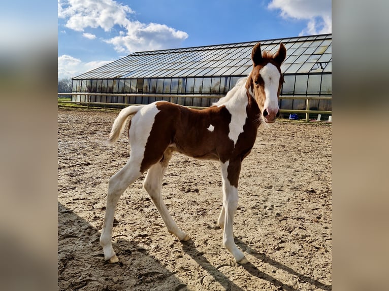 Paint Horse Hengst Fohlen (02/2025) 152 cm Tobiano-alle-Farben in Dormagen