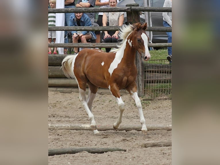 Paint Horse Hengst Fohlen (02/2025) 152 cm Tobiano-alle-Farben in Dormagen