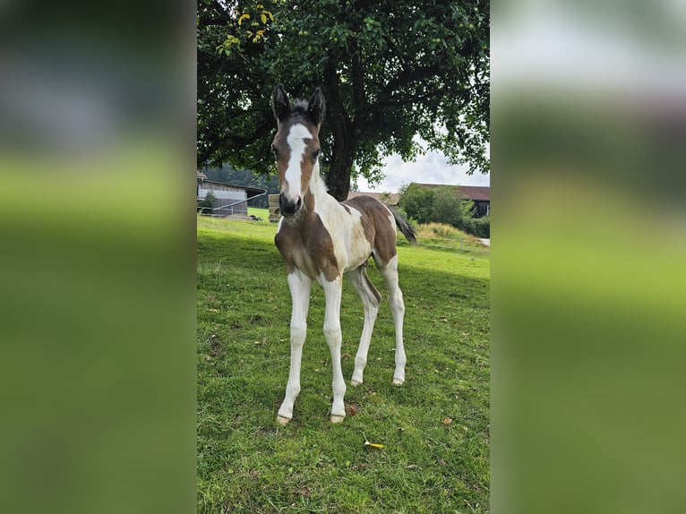 Paint Horse Mix Hengst Fohlen (06/2024) 152 cm Tobiano-alle-Farben in Konzell