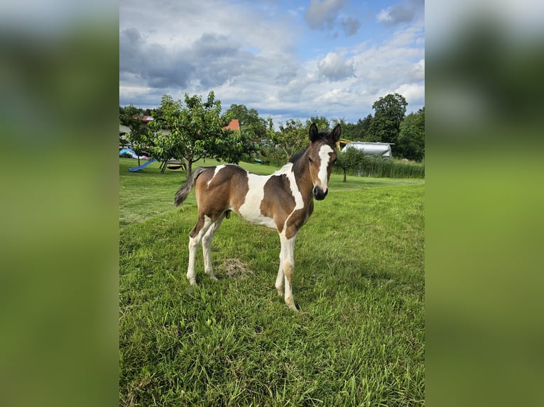 Paint Horse Mix Hengst Fohlen (06/2024) 152 cm Tobiano-alle-Farben in Konzell