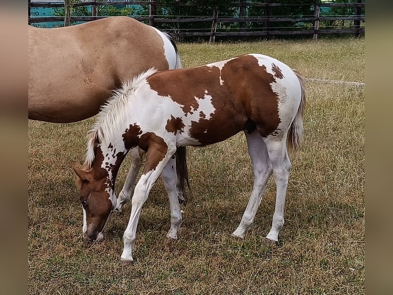 Paint Horse Hengst  152 cm Tovero-alle-Farben in Theresienfeld
