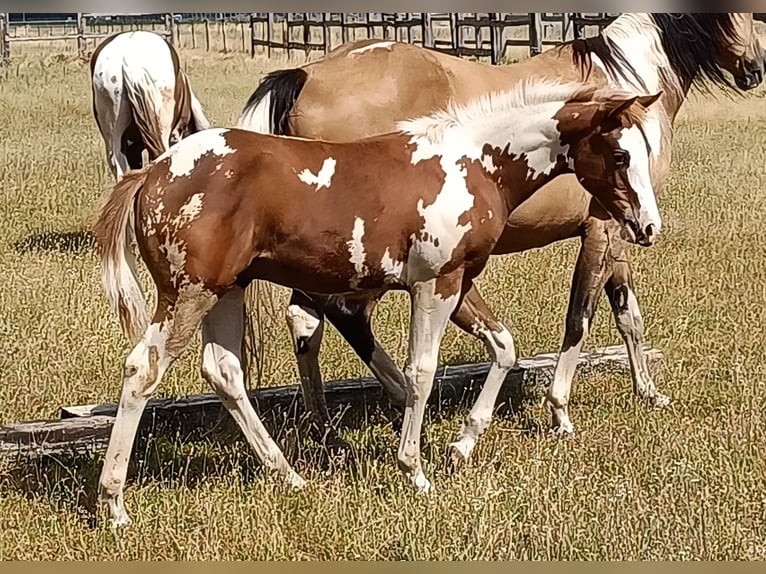 Paint Horse Hengst  152 cm Tovero-alle-Farben in Theresienfeld