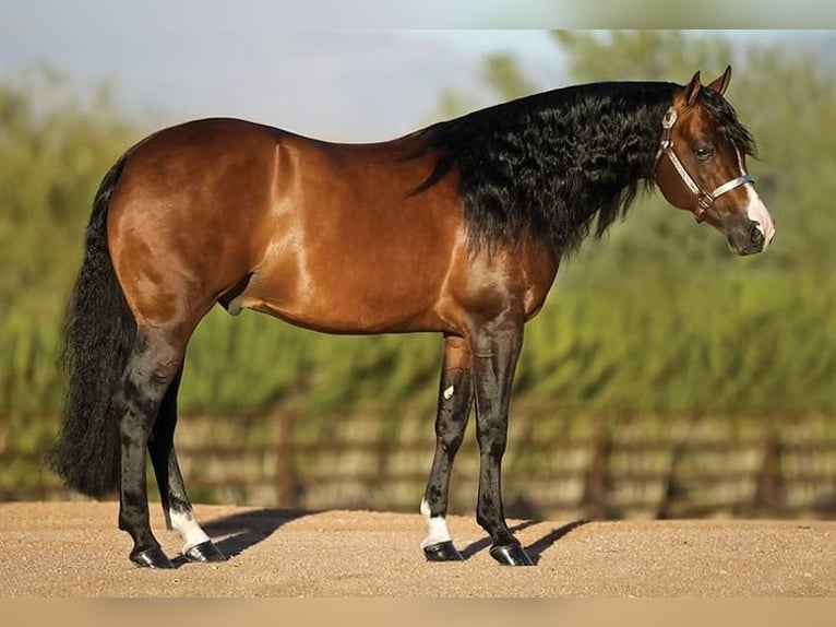Paint Horse Hengst  152 cm Tovero-alle-Farben in Theresienfeld
