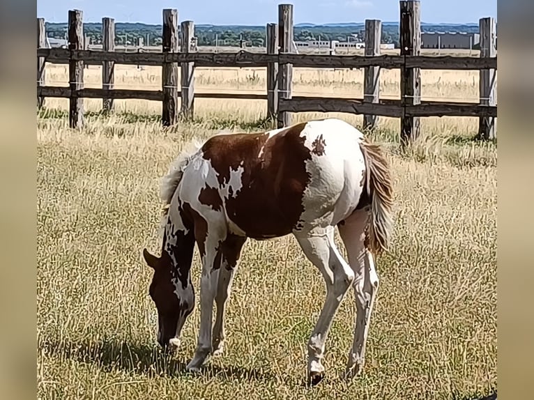Paint Horse Hengst  152 cm Tovero-alle-Farben in Theresienfeld