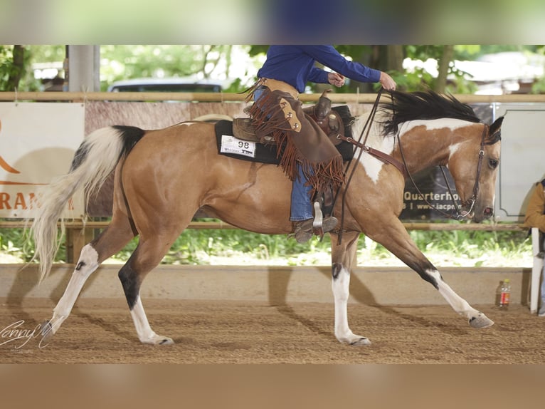 Paint Horse Hengst  152 cm Tovero-alle-Farben in Theresienfeld
