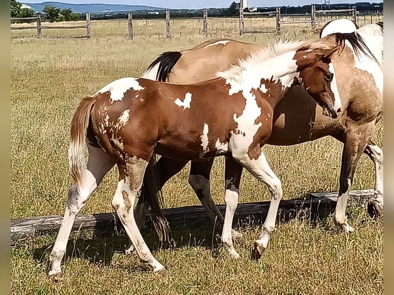 Paint Horse Hengst  152 cm Tovero-alle-Farben in Theresienfeld