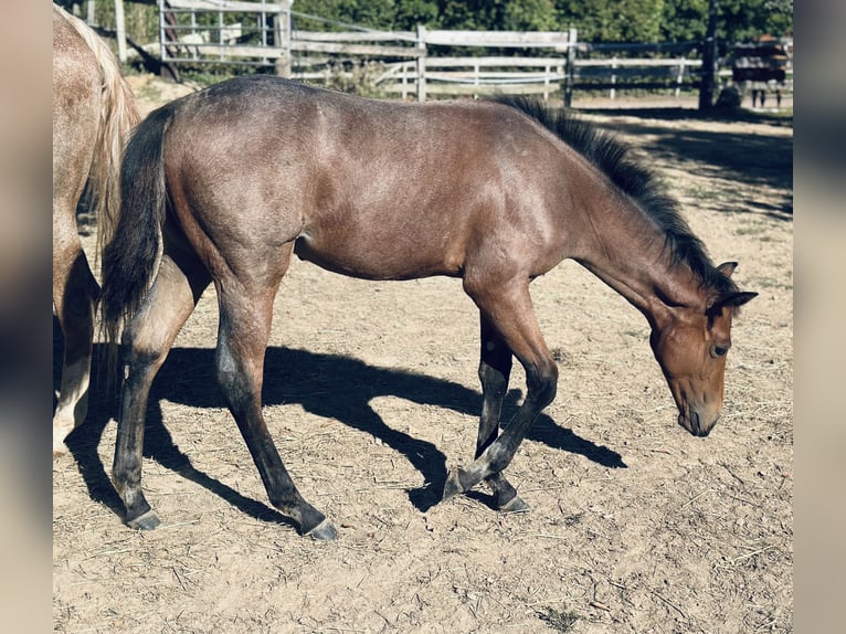 Paint Horse Hengst Fohlen (04/2025) 153 cm Blauschimmel in Alfeld (Leine)