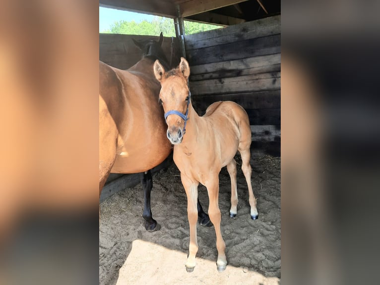 Paint Horse Hengst Fohlen (05/2025) 153 cm Buckskin in Kalken