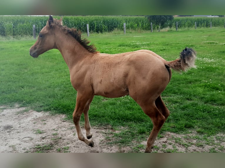 Paint Horse Hengst Fohlen (05/2025) 153 cm Buckskin in Kalken