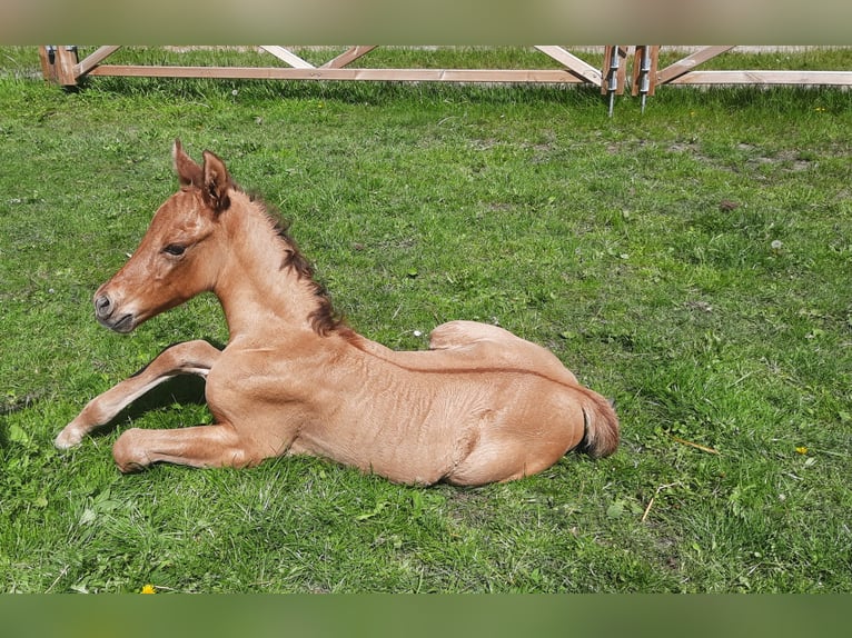 Paint Horse Hengst Fohlen (05/2025) 153 cm Buckskin in Kalken