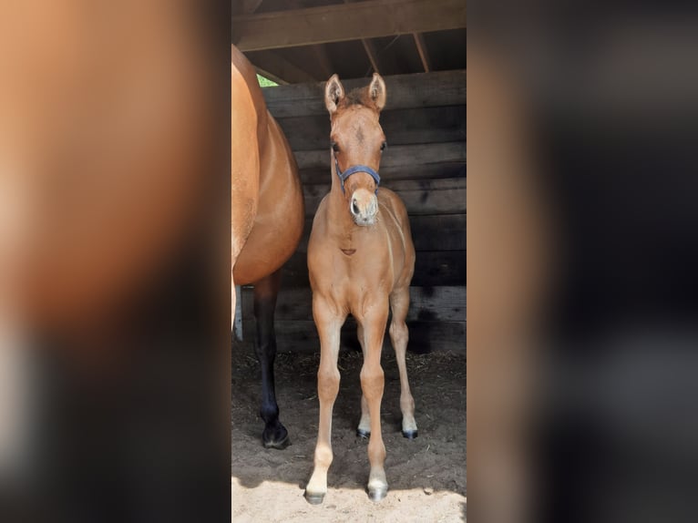 Paint Horse Hengst Fohlen (05/2025) 153 cm Buckskin in Kalken