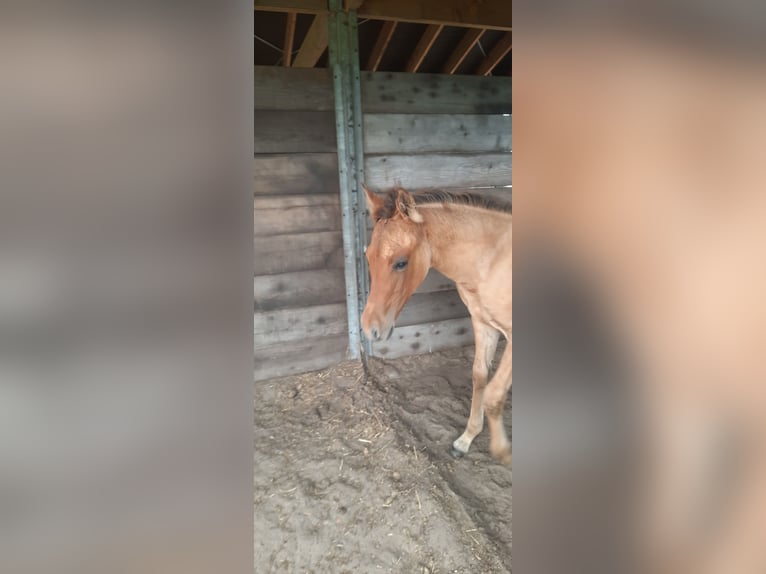 Paint Horse Hengst Fohlen (05/2025) 153 cm Buckskin in Kalken